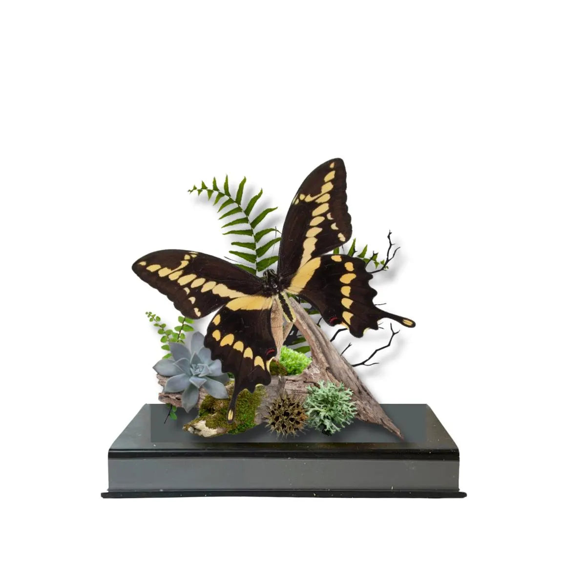 Papilio cresphontes Giant Swallowtail Butterfly Diorama – Natural History Display 6x8x6 Acrylic