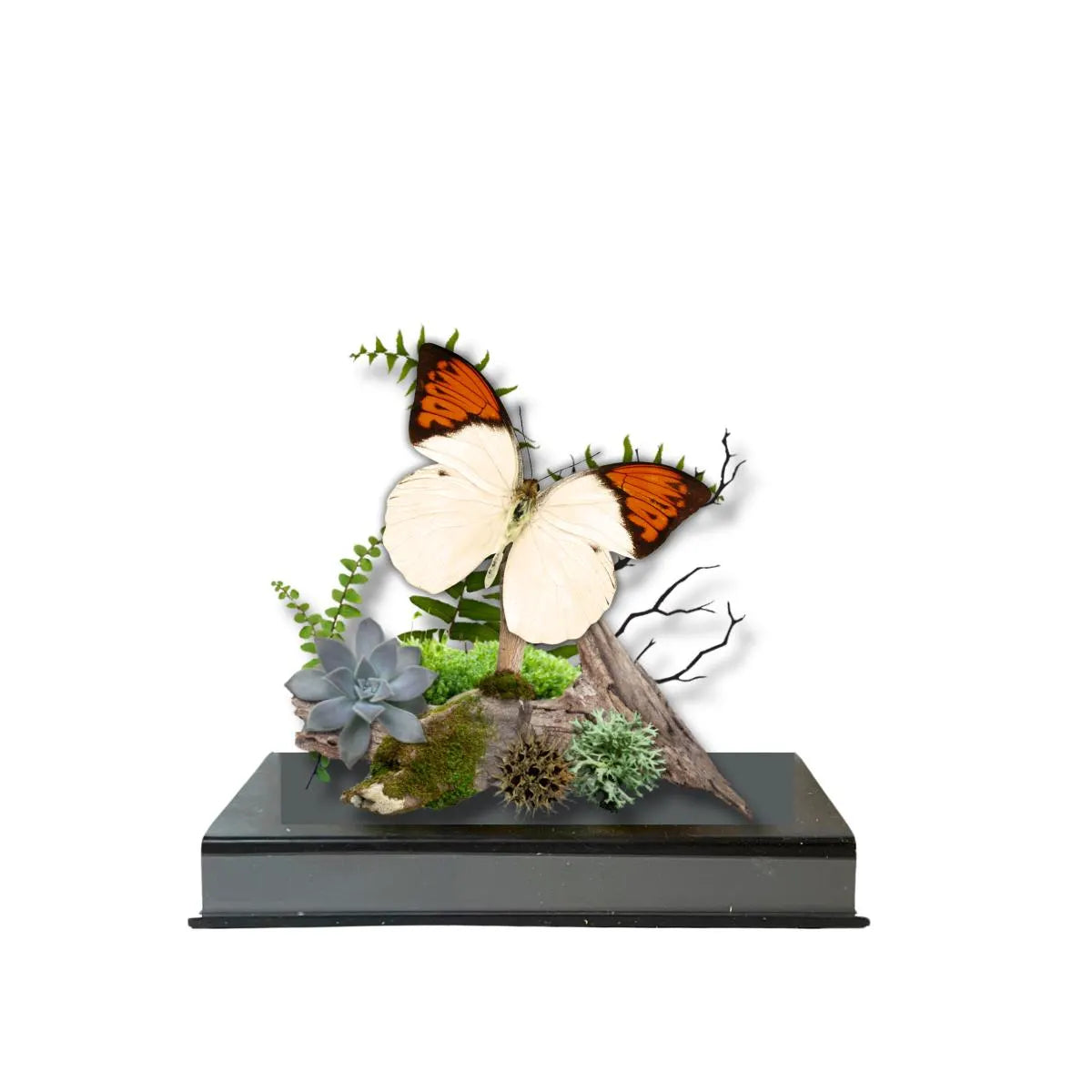 Hebomoia glaucippe Great Orange Tip Butterfly Diorama – Natural History Display 6x8x6 Acrylic