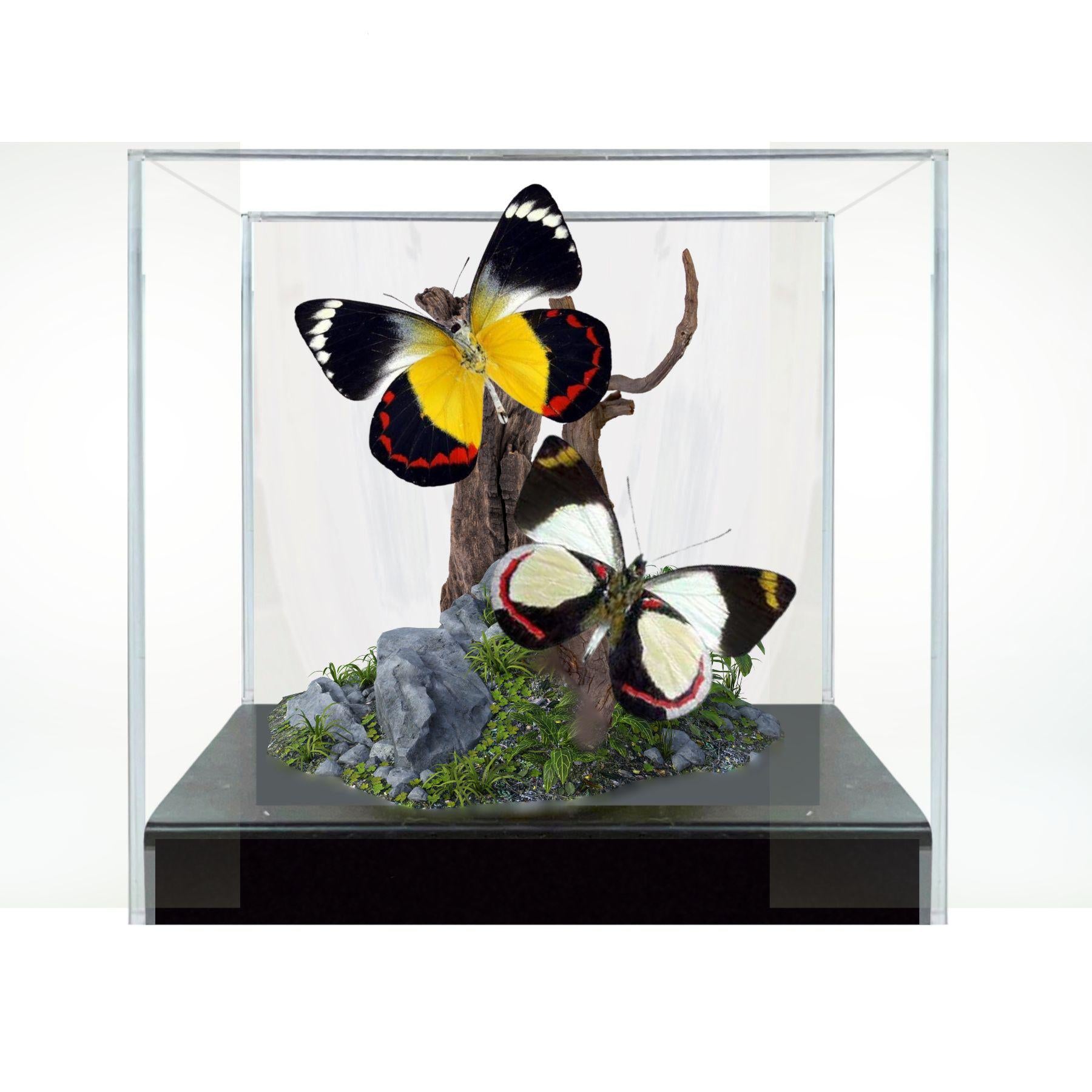 Delias Jezebel Butterfly Diorama – Tropical Natural History Display 6x6x6 Acrylic Cube