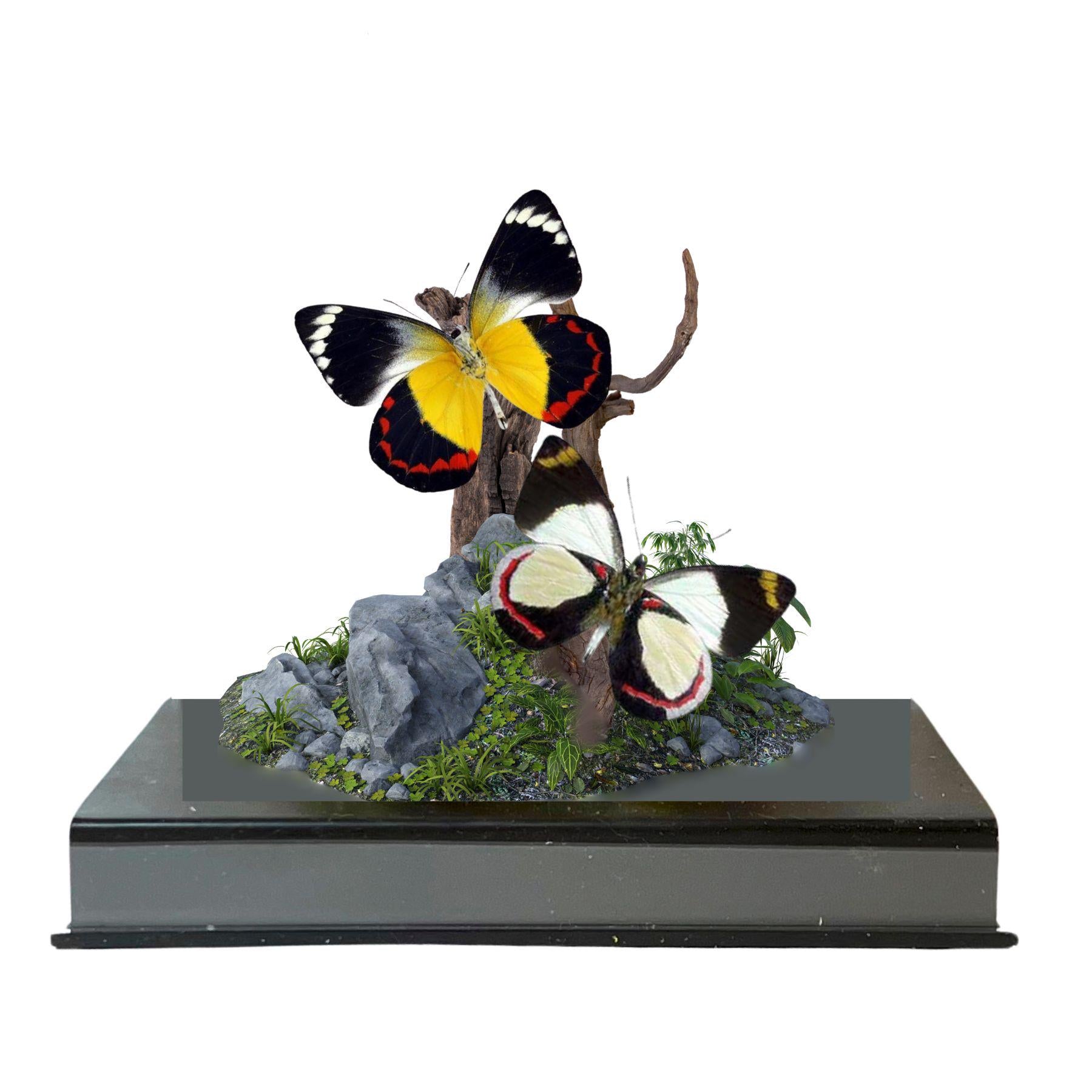 Delias Jezebel Butterfly Diorama – Tropical Natural History Display 6x6x6 Acrylic Cube