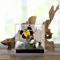 Delias Jezebel Butterfly Diorama – Tropical Natural History Display 6x6x6 Acrylic Cube