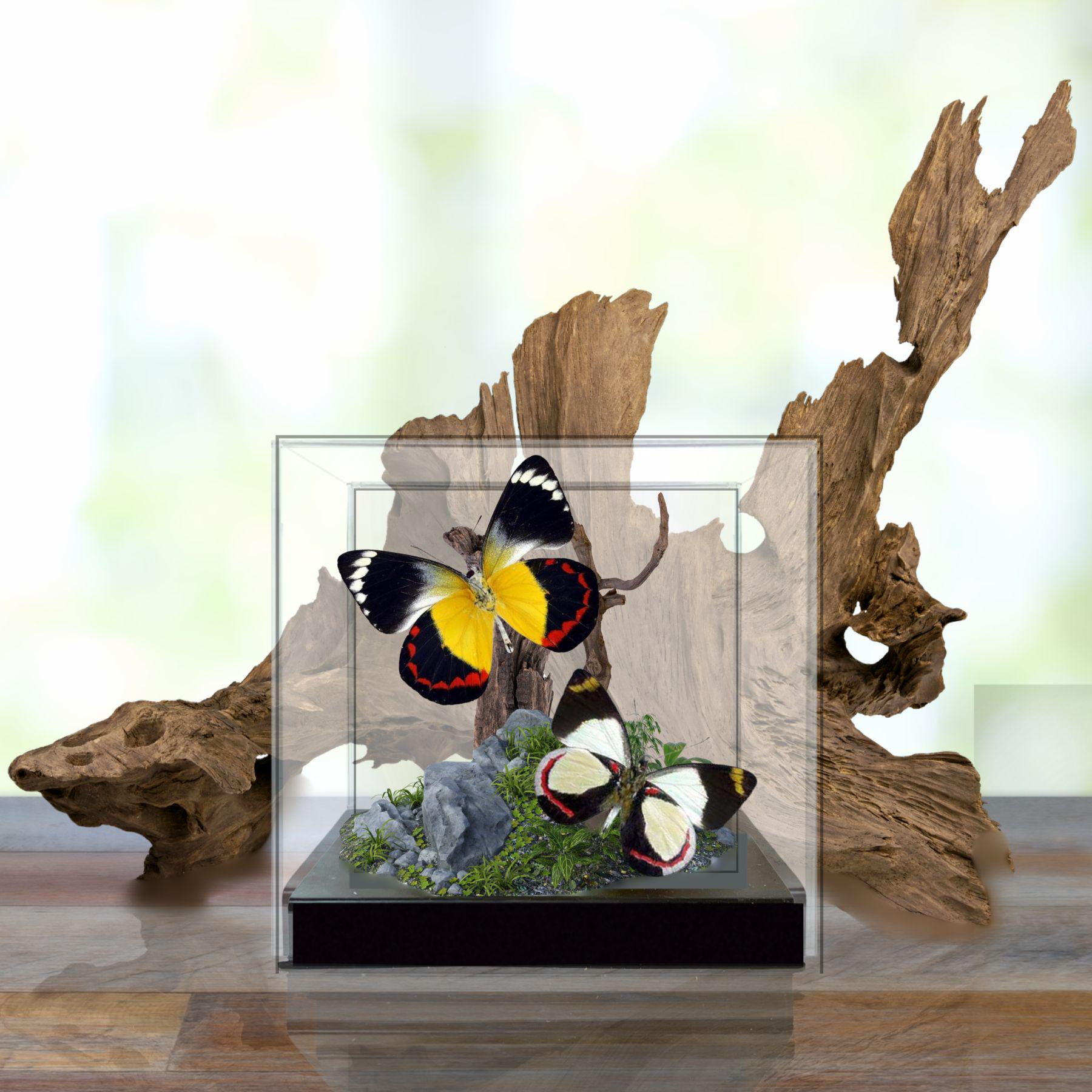 Delias Jezebel Butterfly Diorama – Tropical Natural History Display 6x6x6 Acrylic Cube