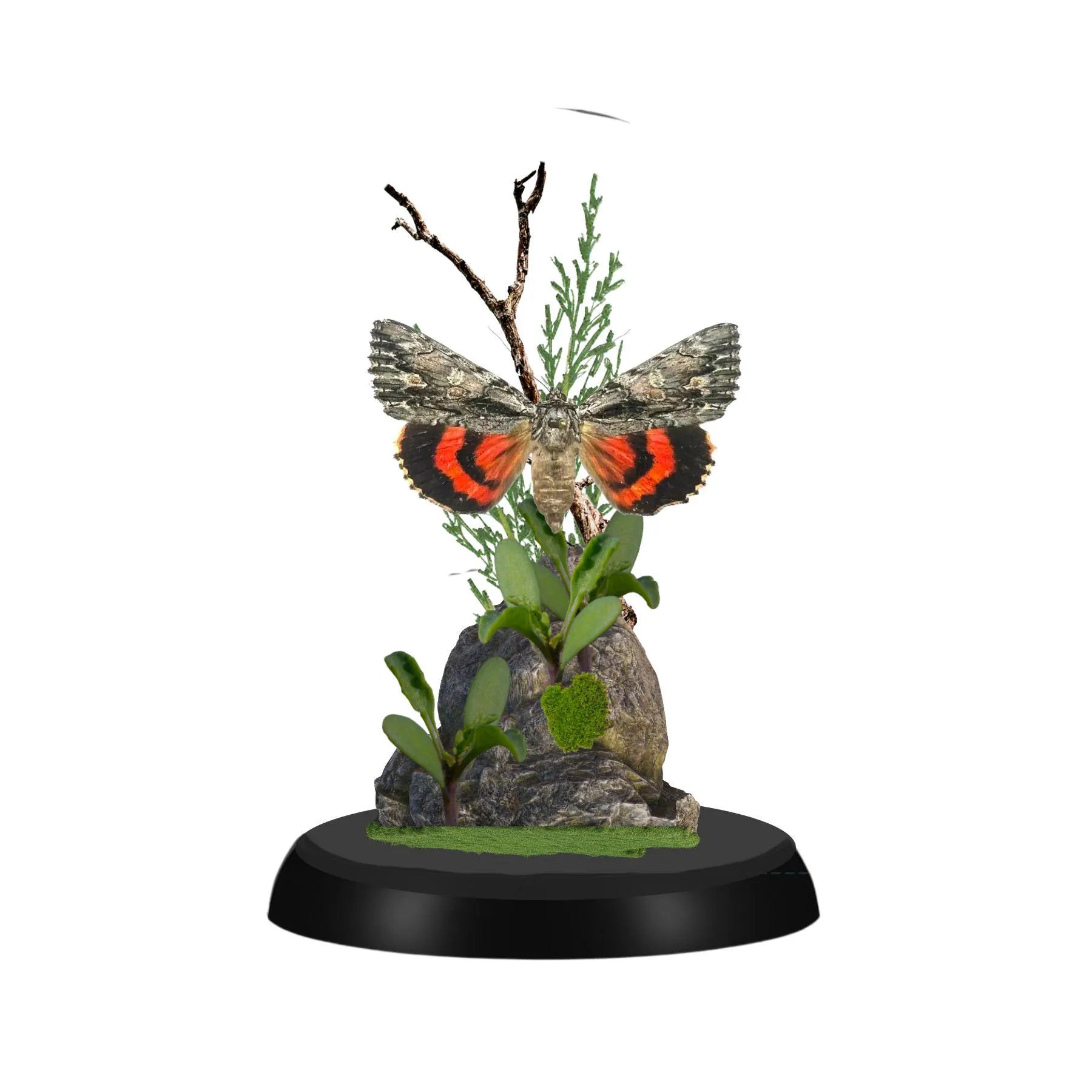 Catocala ilia Ilia Underwing Moth Cloche Dome Diorama – Natural History Display 6x4 Acrylic
