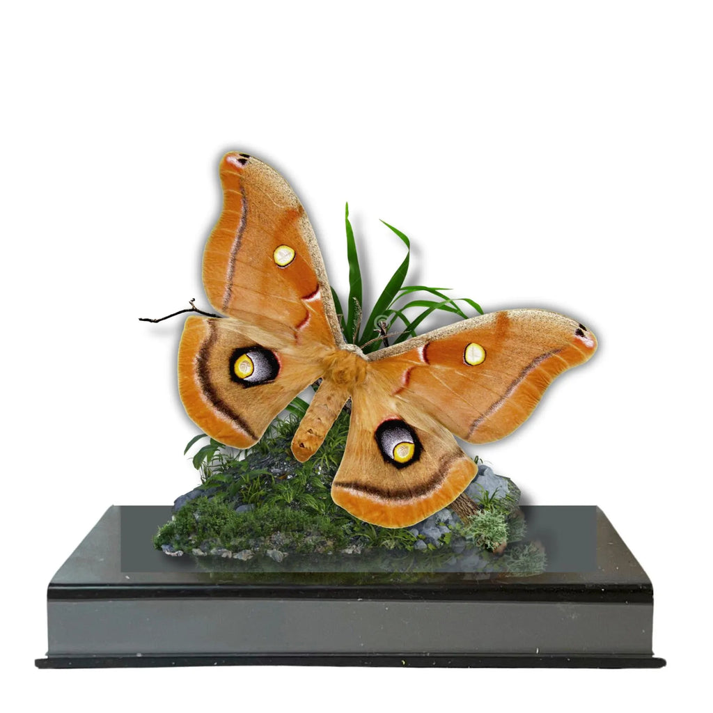 Antheraea polyphemus Polyphemus Moth Diorama – Natural History Display 6x8x6 Acrylic