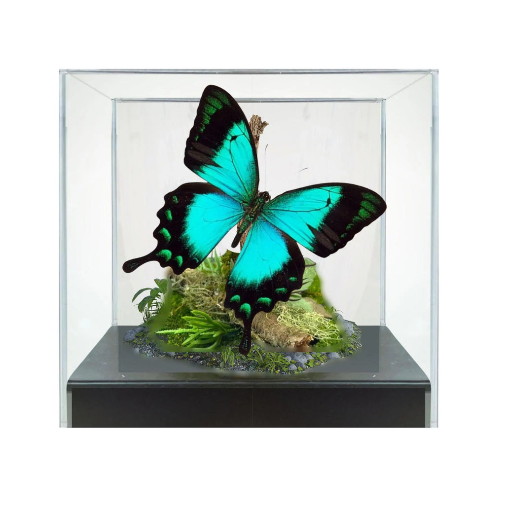 Papilio lorquinianus Butterfly Diorama – 6×6×6 Acrylic Display