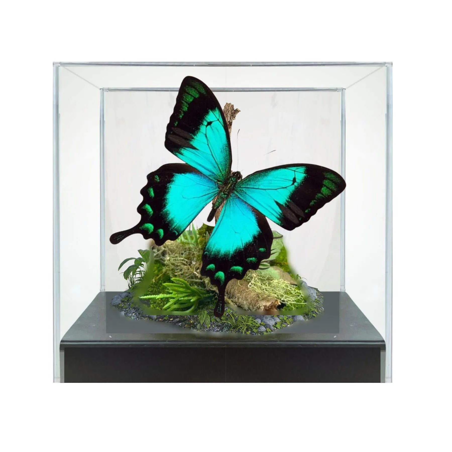 Papilio lorquinianus Butterfly Diorama – 6×6×6 Acrylic Display