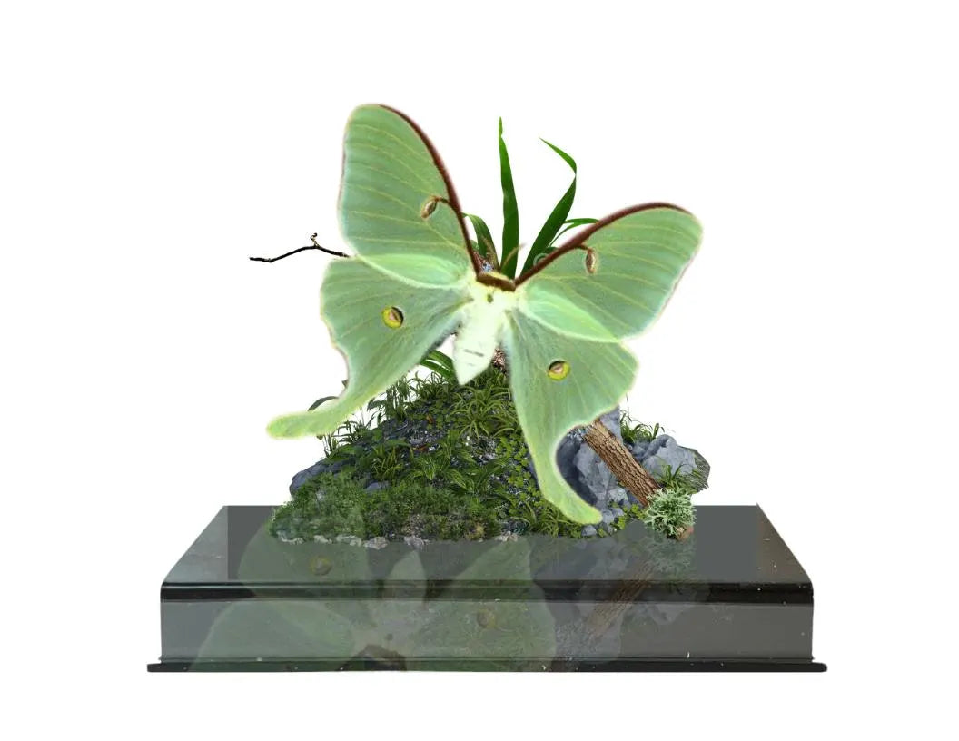 Actias luna Luna Moth Diorama – Natural History Display 6x8x6 Acrylic