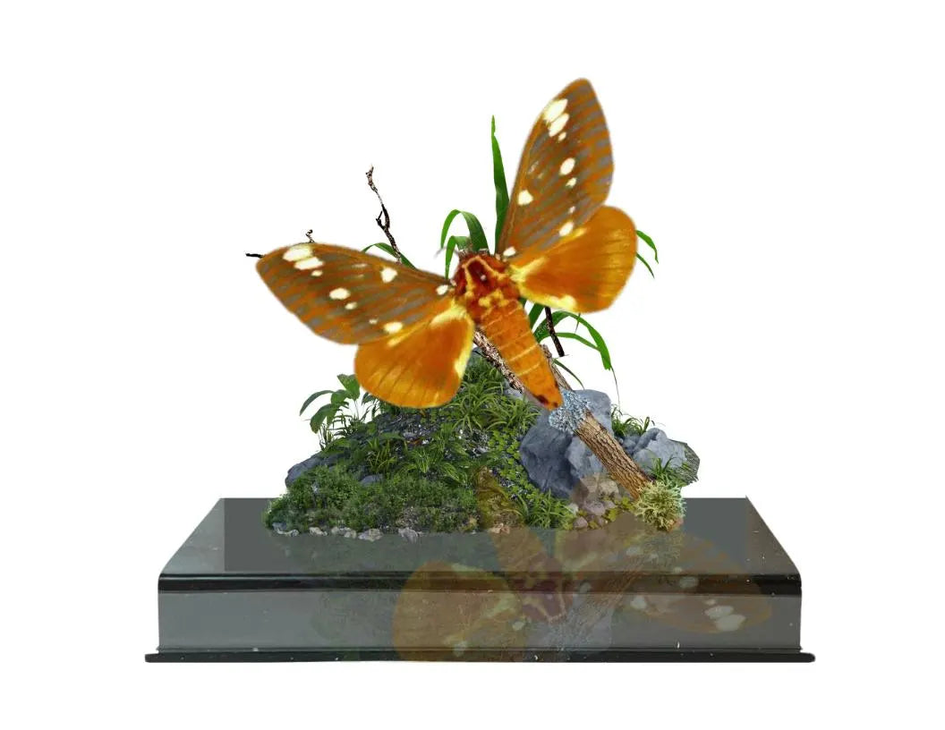 Citheronia regalis Royal Walnut Moth Diorama – Natural History Display 6x8x6 Acrylic