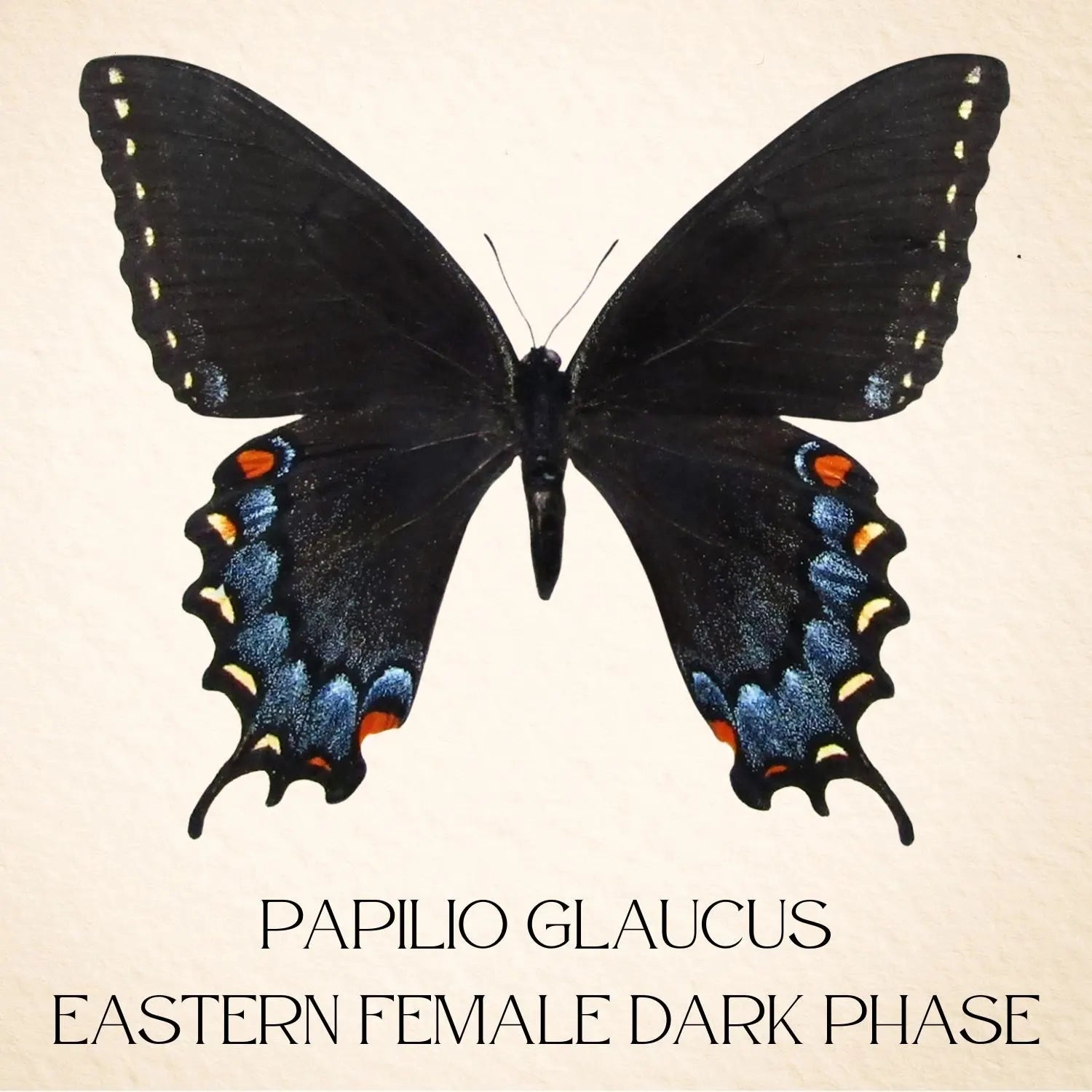 Framed Eastern Tiger Swallowtail Butterfly – Dark Female Phase (Papilio glaucus)