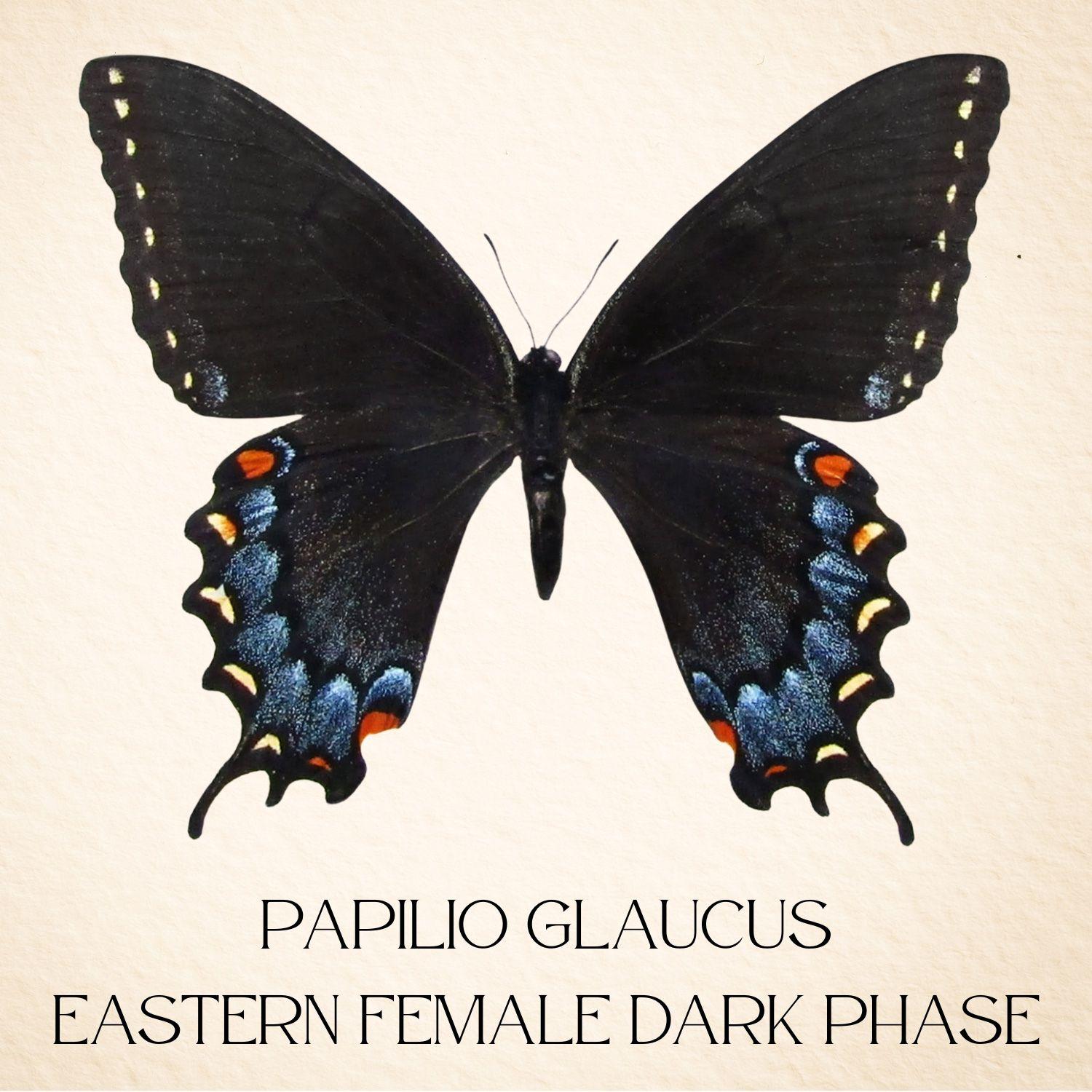 Papilio glaucus Eastern Tiger Swallowtail Butterfly Diorama – Natural History Display 6x8x6 Acrylic