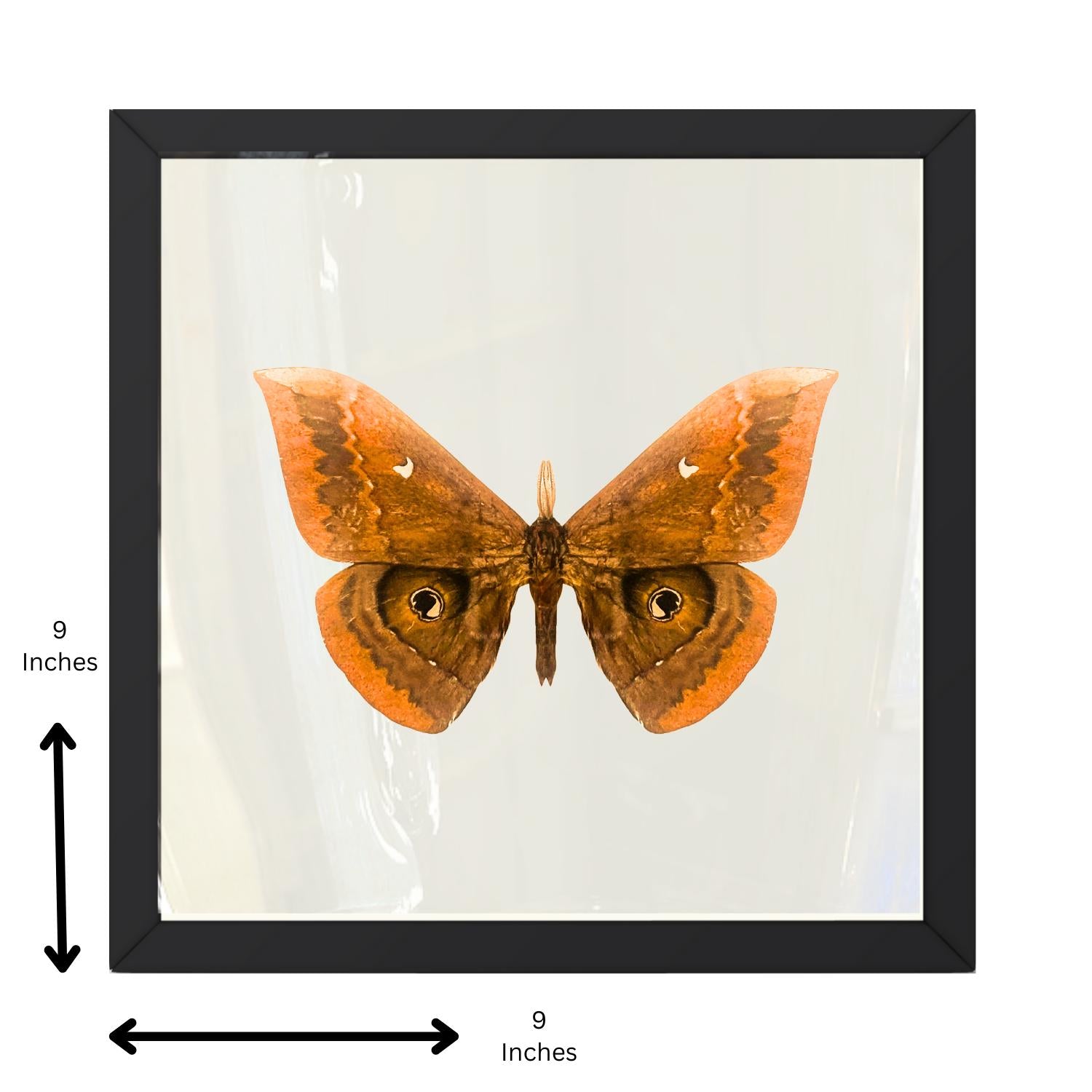 Framed Thespis Silkmoth Specimen (Salassa thespis) 9×9