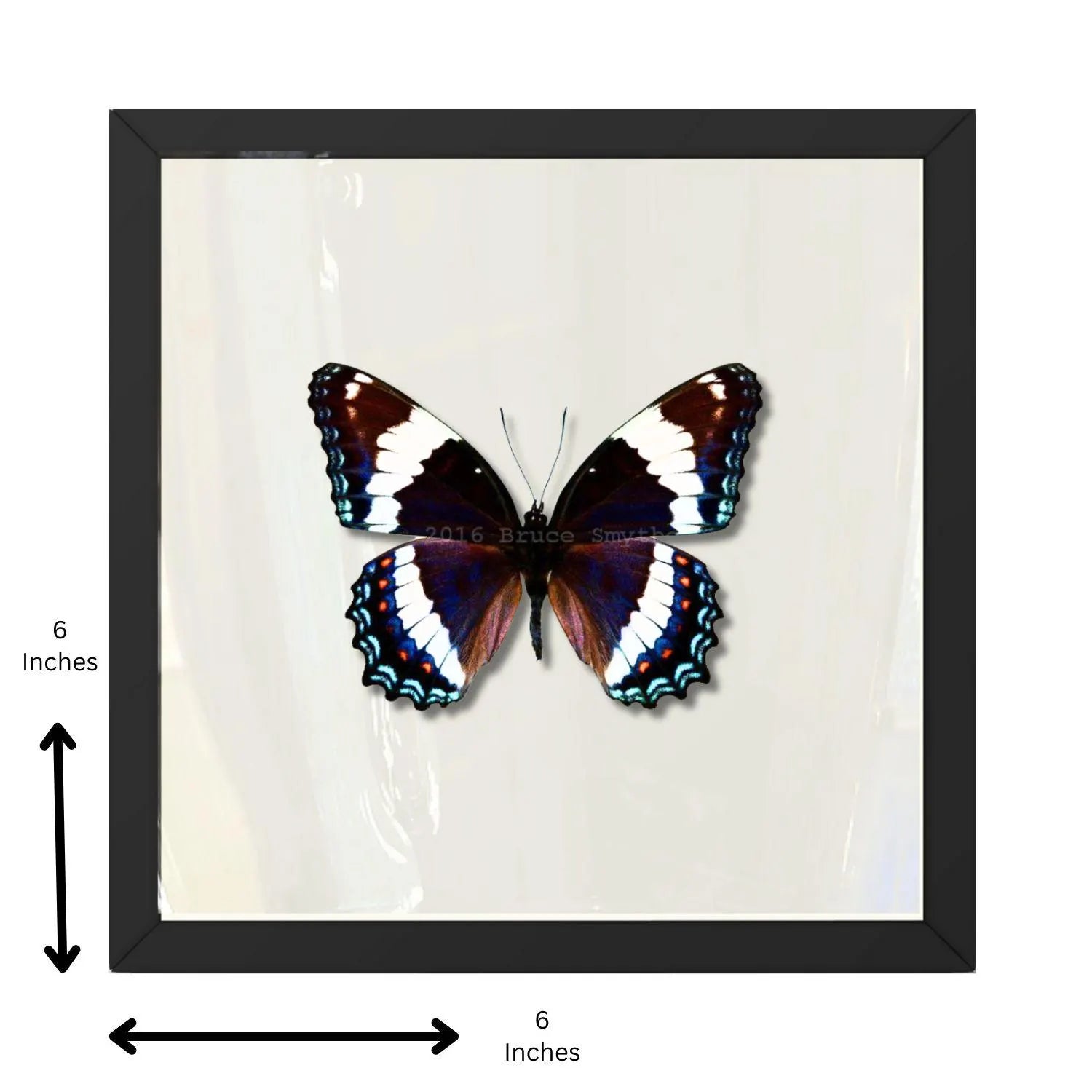 Framed Red-spotted Purple Butterfly Specimen (Limenitis arthemis astyanax)