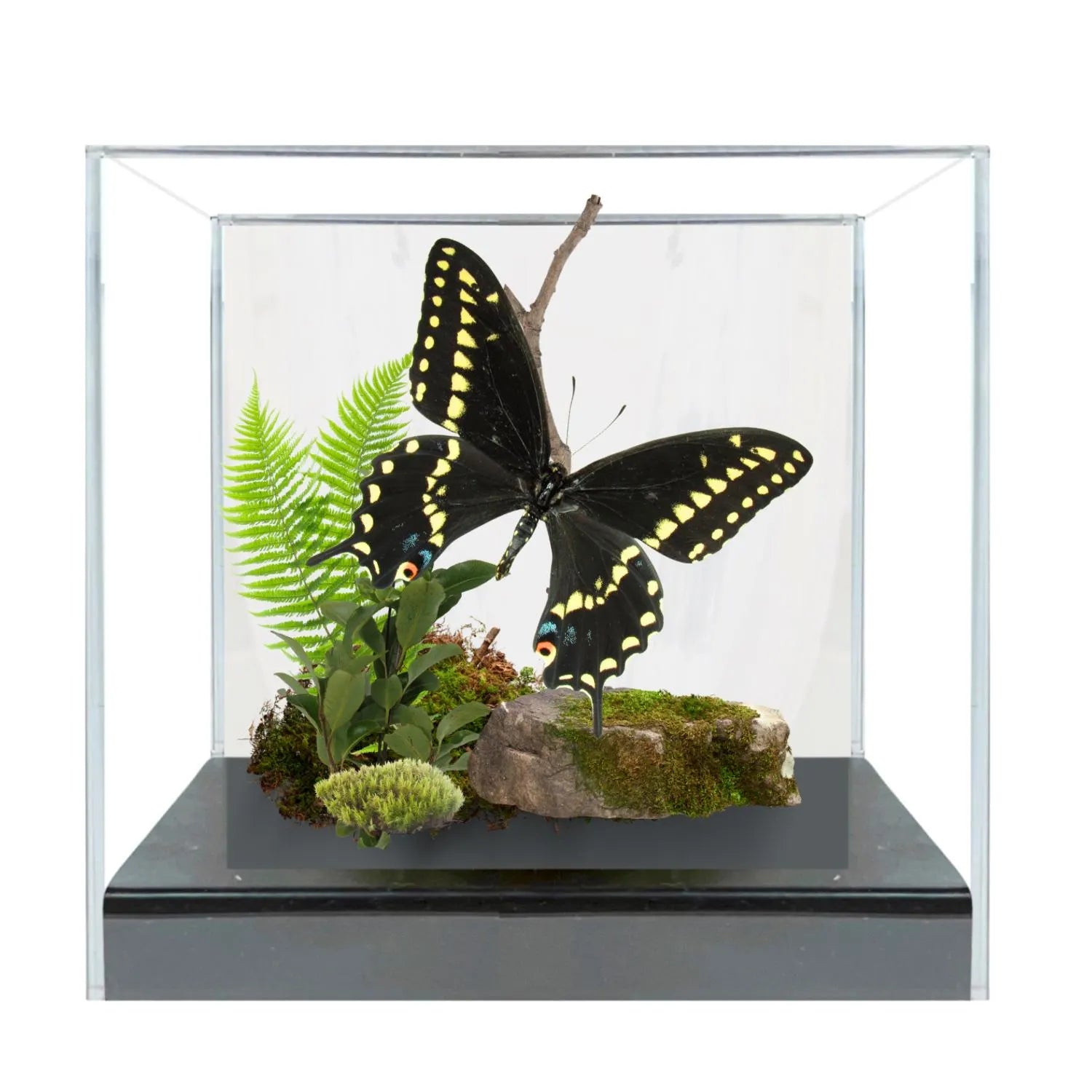 Papilio polyxenes Butterfly Diorama – 6×6×6 Acrylic Display (Male)