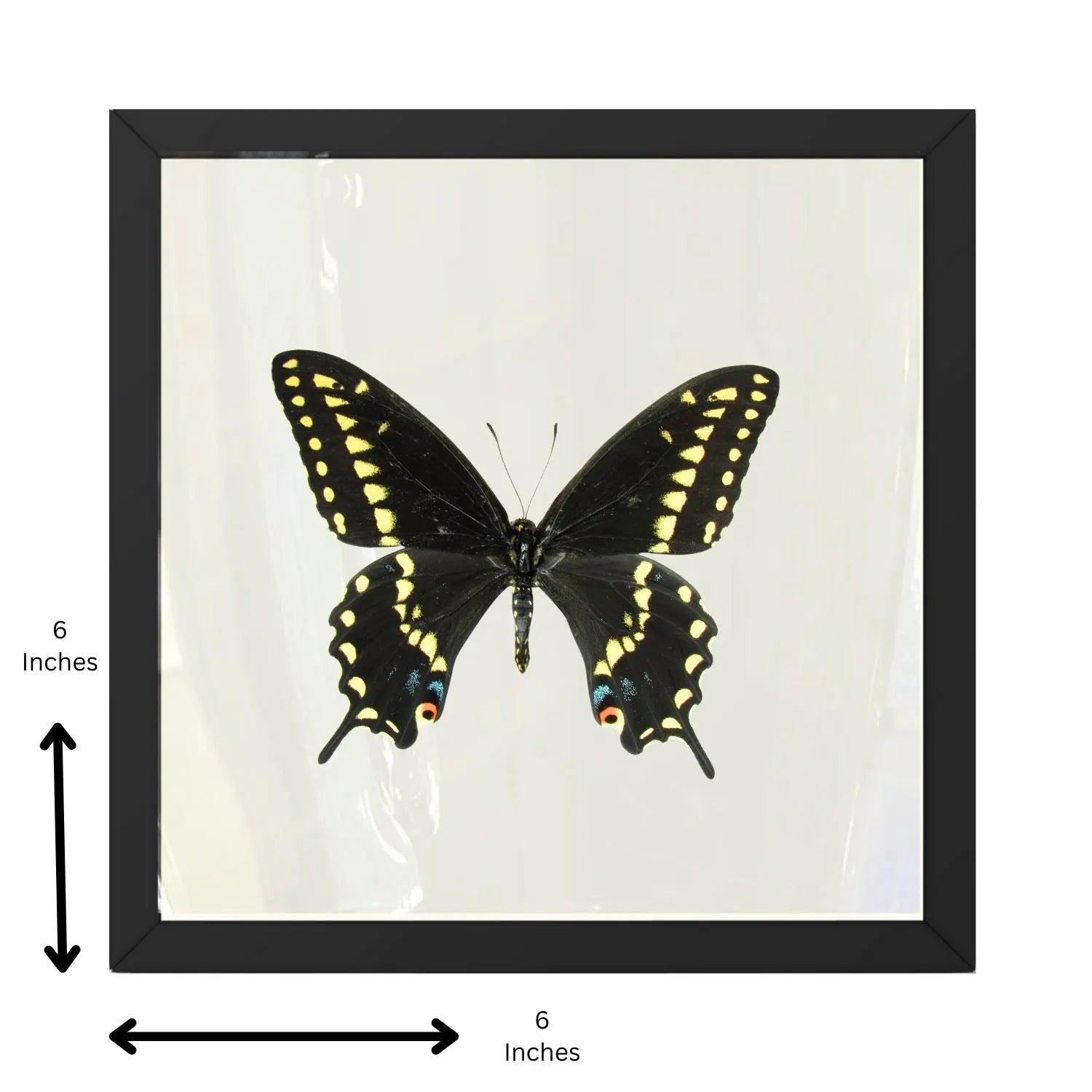 Framed Black Swallowtail Butterfly Specimen – Male (Papilio polyxenes)