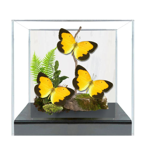 Abaeis nicippe Butterfly Diorama – Triple Specimen (6×6×6 Acrylic Display)