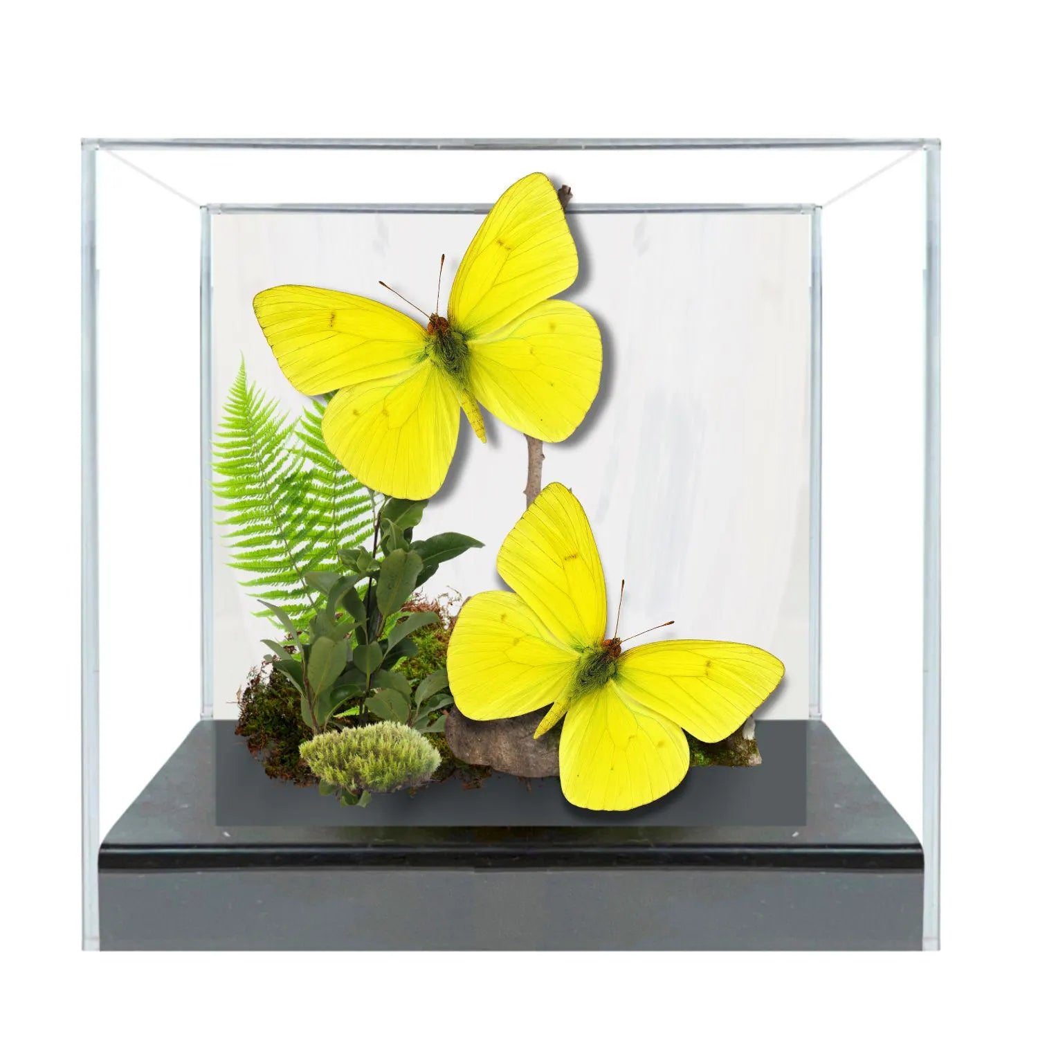 Phoebis sennae Butterfly Diorama – Pair (6×6×6 Acrylic Display)