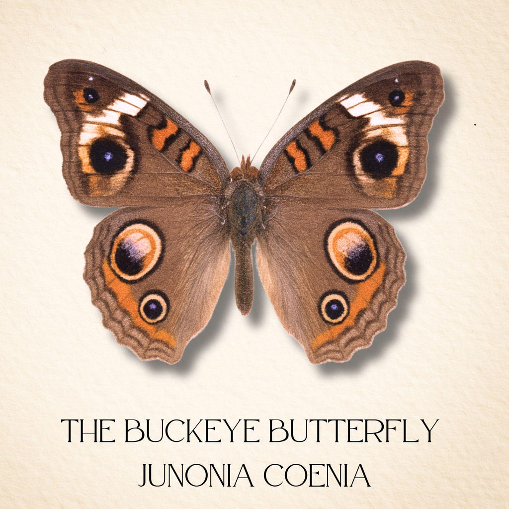Buckeye Butterfly – 6x6 Shadowbox Display (Junonia coenia)