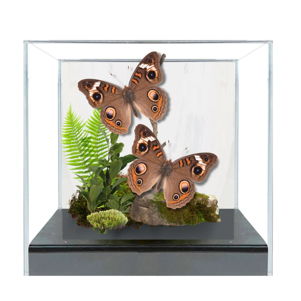 unonia coenia Butterfly Diorama – Pair (6×6×6 Acrylic Display)