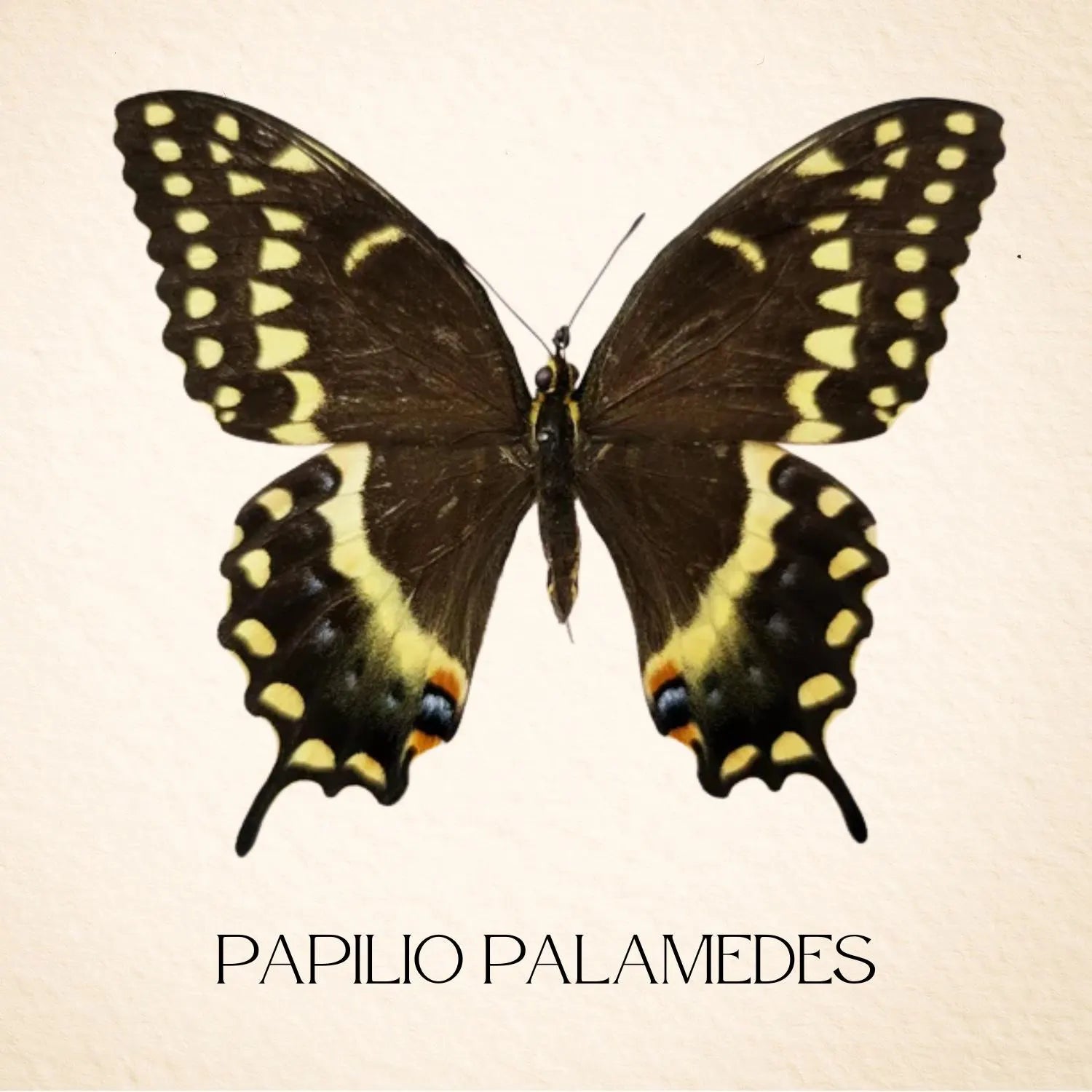 Framed Palamedes Swallowtail Butterfly Specimen (Papilio palamedes) 9×9