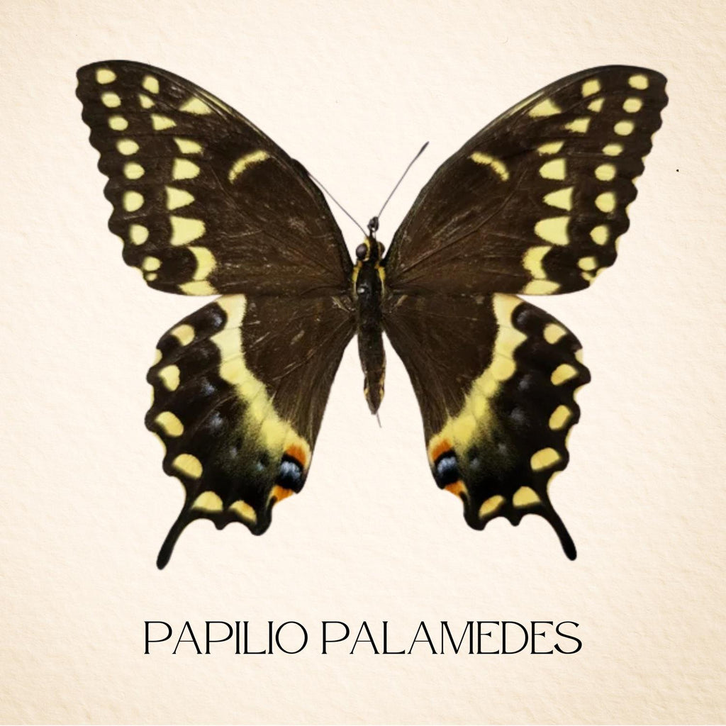 Papilio palamedes Palamedes Swallowtail Butterfly Diorama – Natural History Display 6x8x6 Acrylic