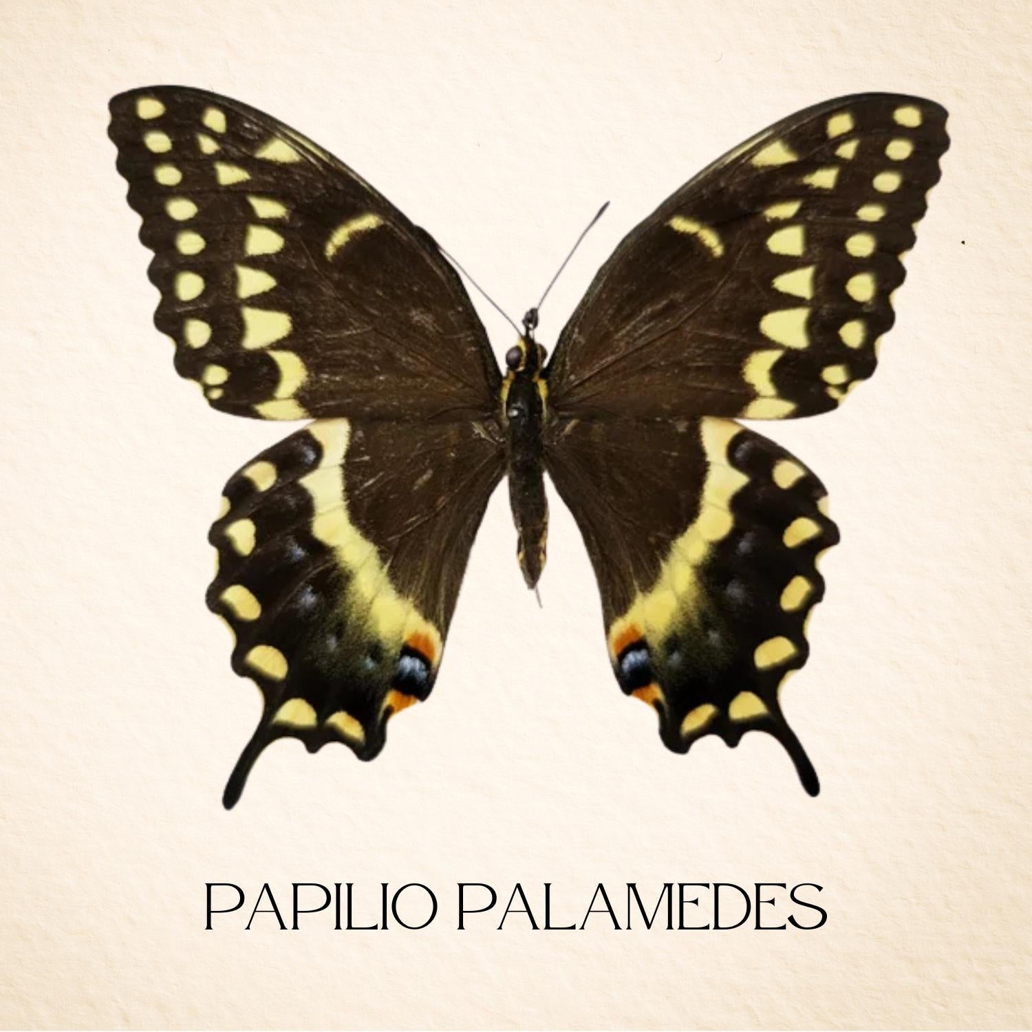 Papilio palamedes Palamedes Swallowtail Butterfly Diorama – Natural History Display 6x8x6 Acrylic