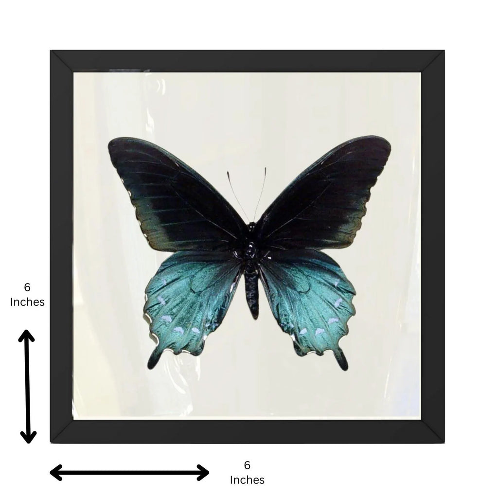 Pipevine Swallowtail Butterfly | Battus philenor | 6x6 Shadowbox Frame