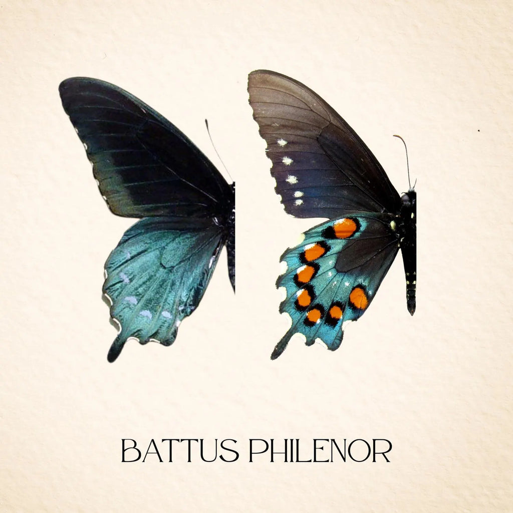 Pipevine Swallowtail Butterfly | Battus philenor | 6x6 Shadowbox Frame
