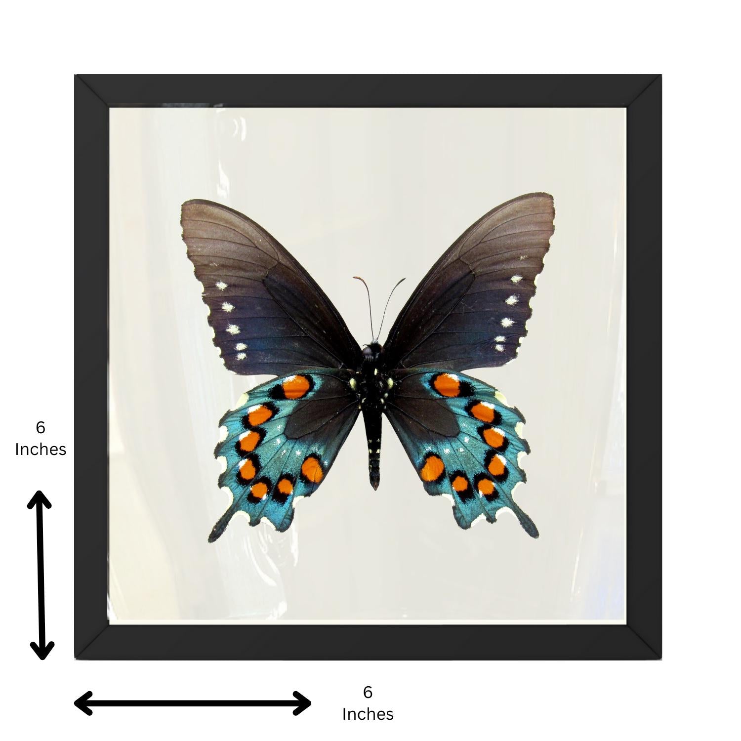 Framed Pipevine Swallowtail Butterfly Specimen – Verso (Battus philenor)