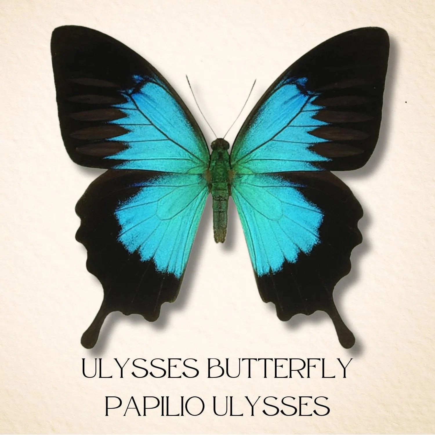 Framed Ulysses Swallowtail Butterfly Specimen (Papilio ulysses) 9×9