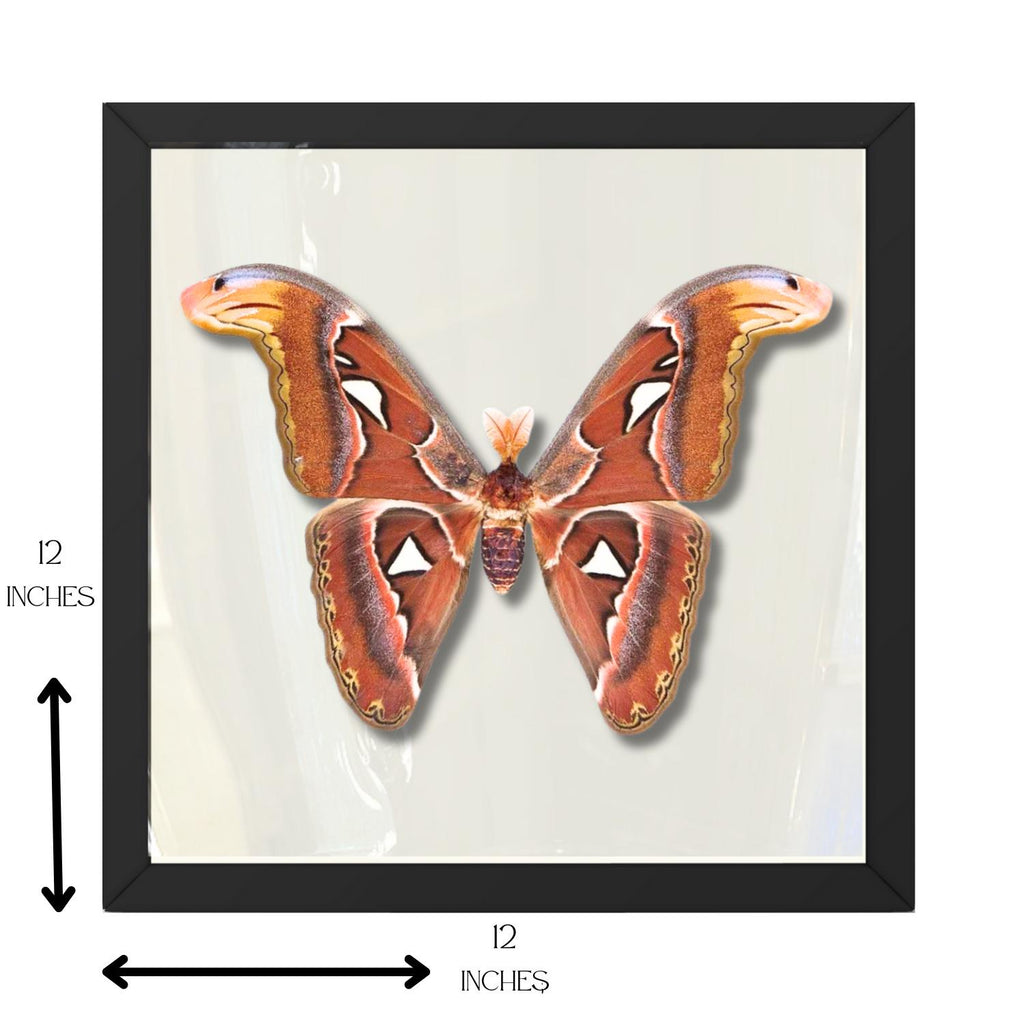 Framed Atlas Moth Specimen – Male (Attacus atlas) 12×12