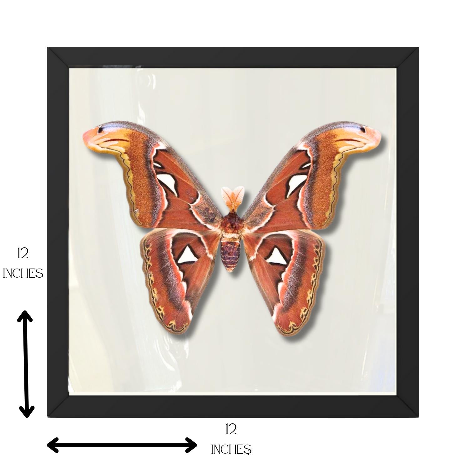 Framed Atlas Moth Specimen – Male (Attacus atlas) 12×12