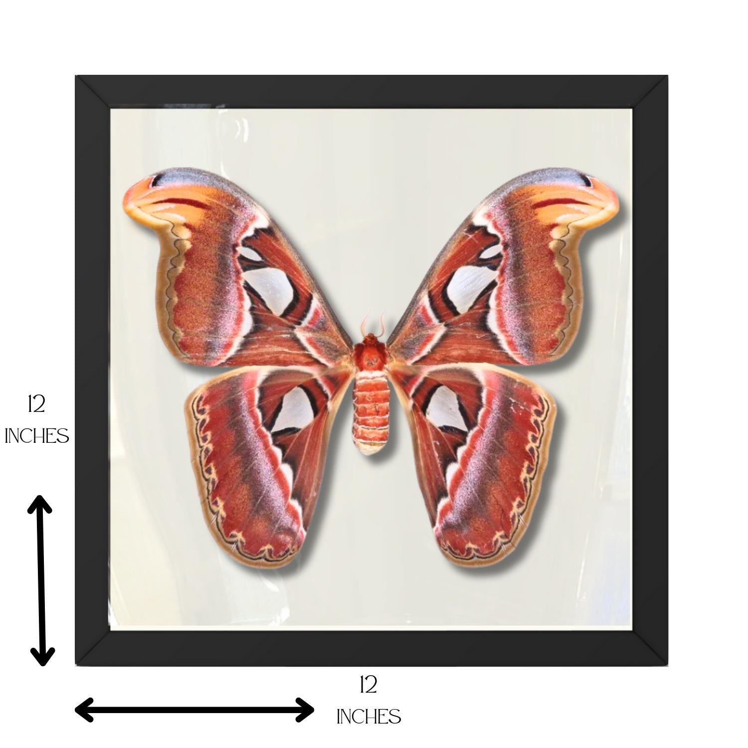 Framed Atlas Moth Specimen – Female (Attacus atlas) 12×12