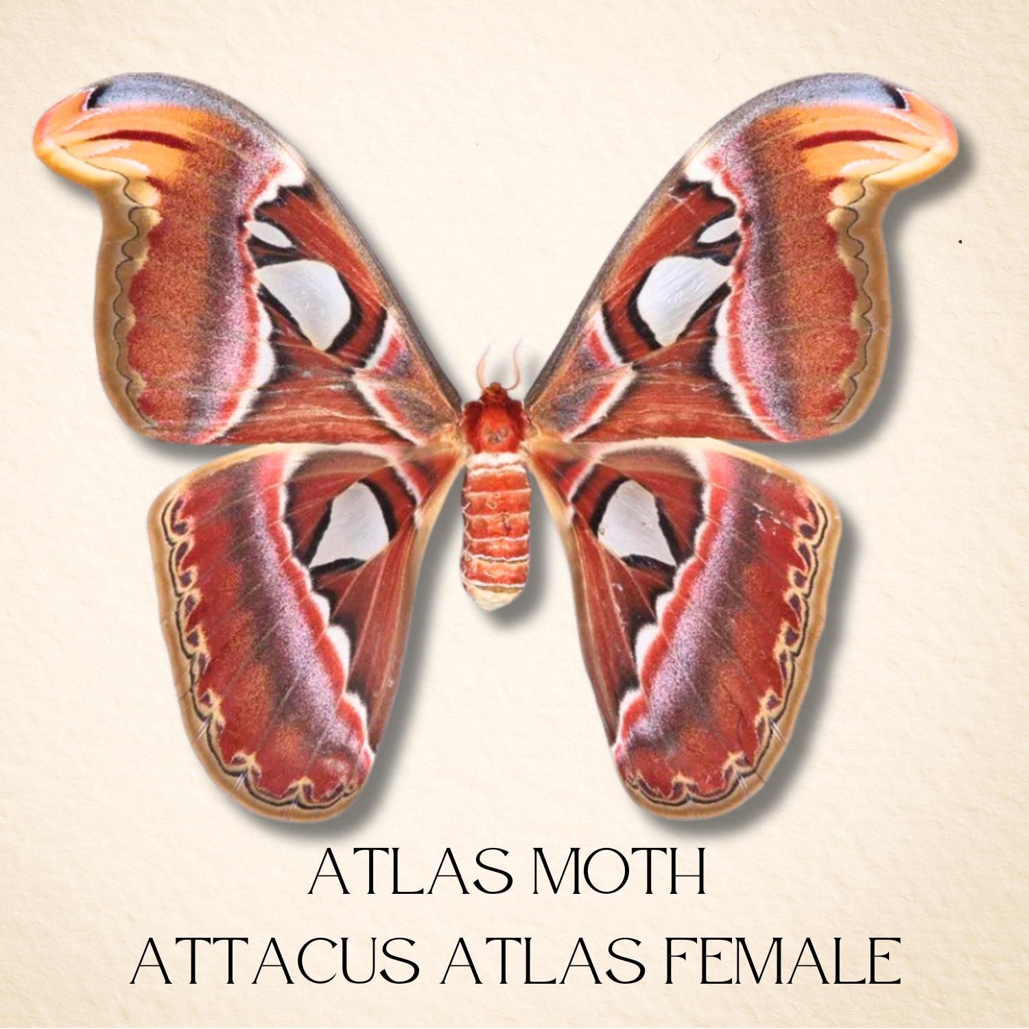 Framed Atlas Moth Specimen – Female (Attacus atlas) 12×12