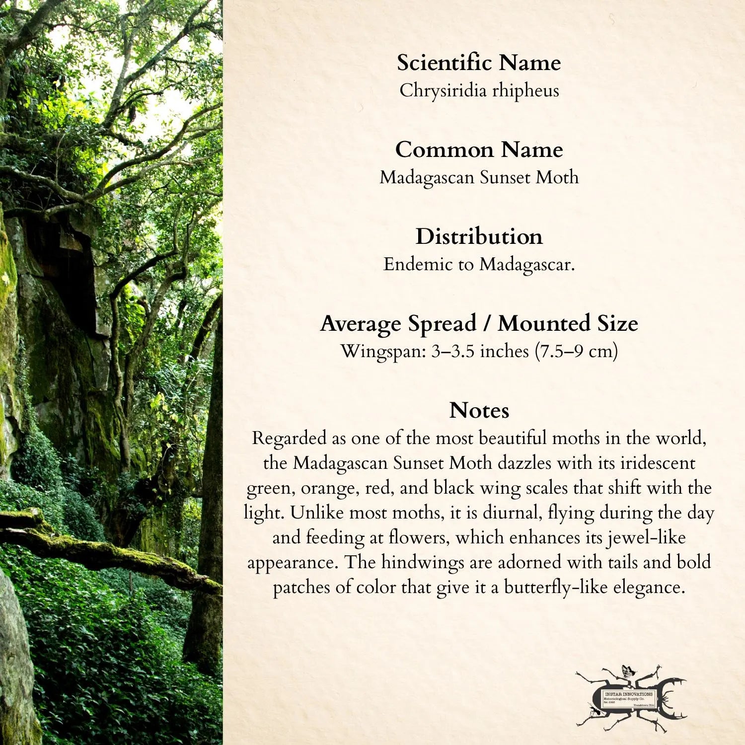 Framed Madagascan Sunset Moth Specimen (Chrysiridia rhipheus)