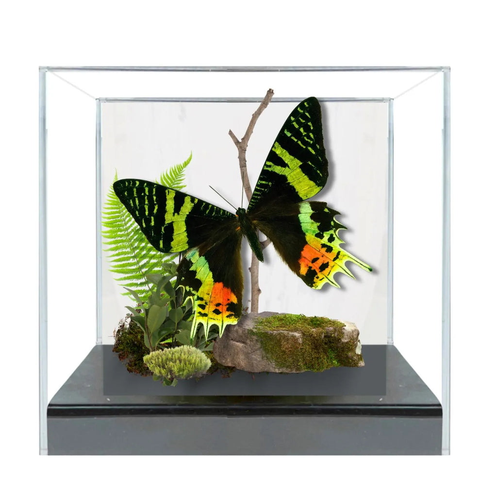 Chrysiridia rhipheus Moth Diorama – 6×6×6 Acrylic Display
