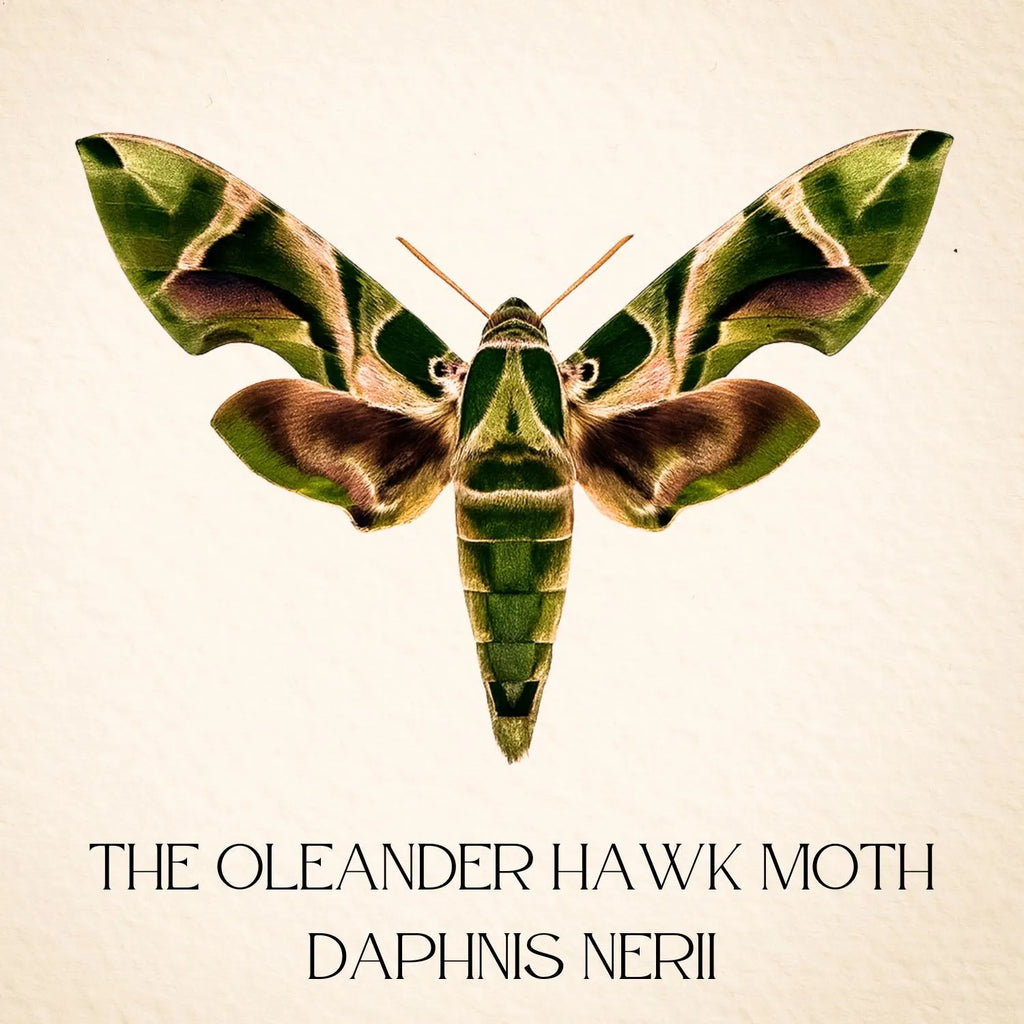 Daphnis nerii Moth Diorama – 6×6×6 Acrylic Display