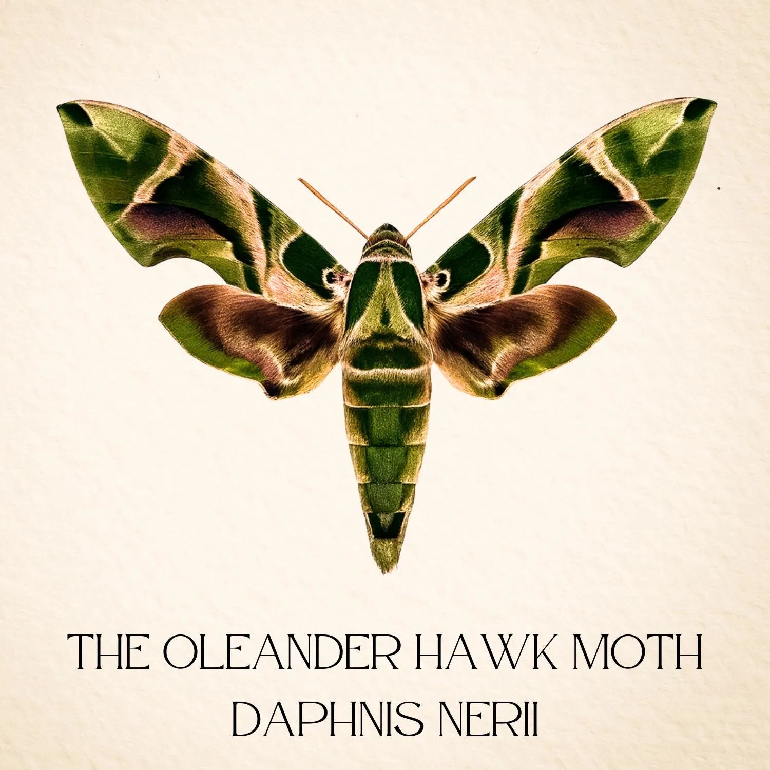 Daphnis nerii Moth Diorama – 6×6×6 Acrylic Display