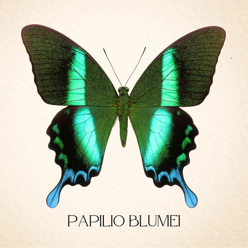 Framed Peacock Swallowtail Specimen (Papilio blumei) 9×9