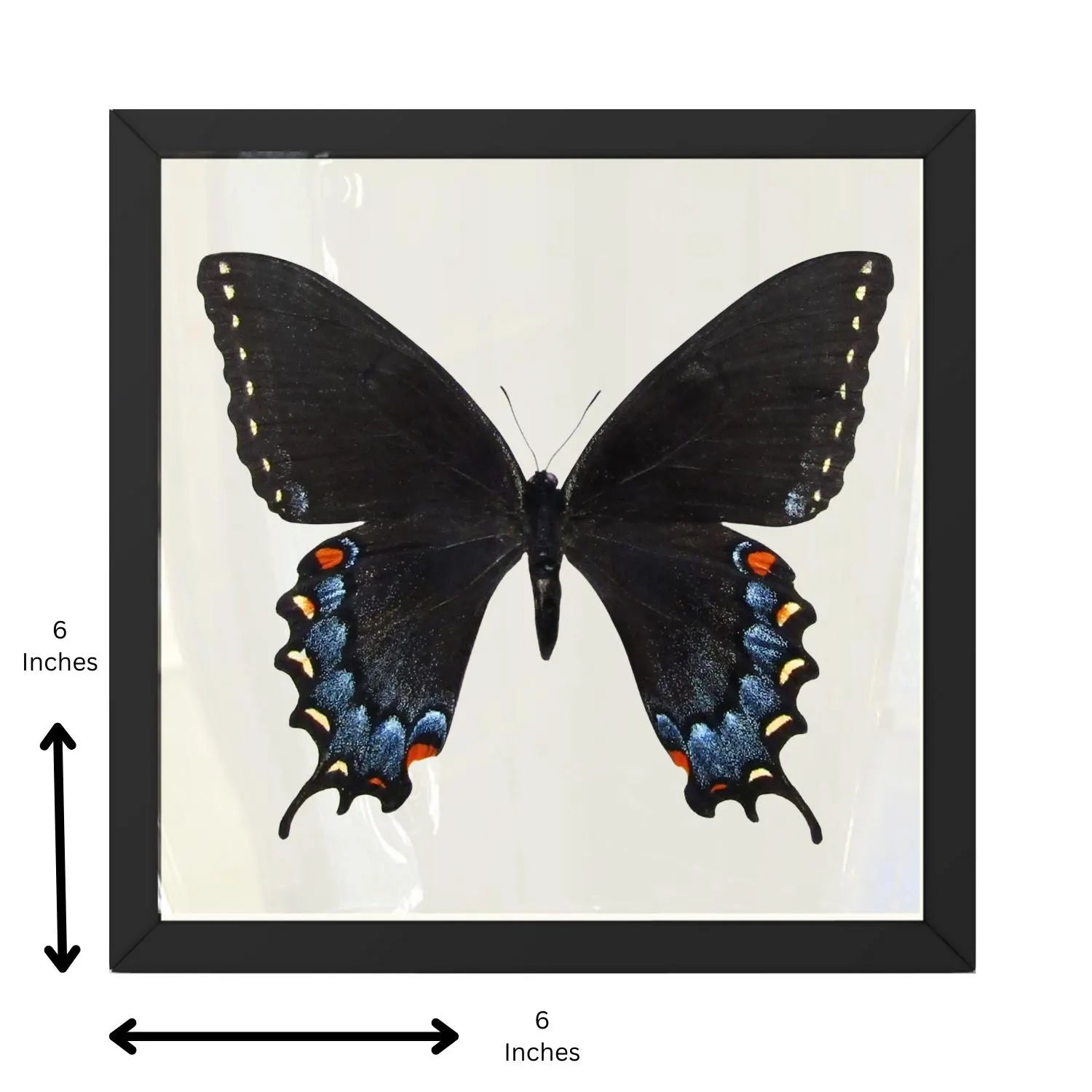 Framed Eastern Tiger Swallowtail Butterfly – Dark Female Phase (Papilio glaucus)