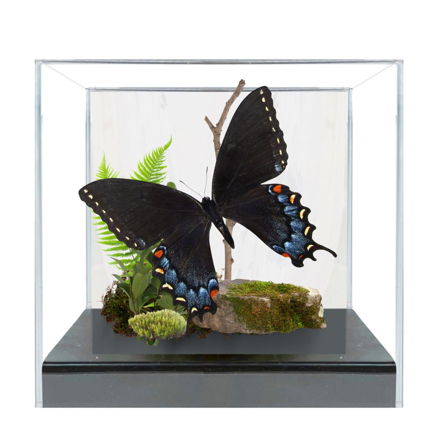 Papilio glaucus Eastern Tiger Swallowtail Butterfly Diorama – Natural History Display 6x8x6 Acrylic