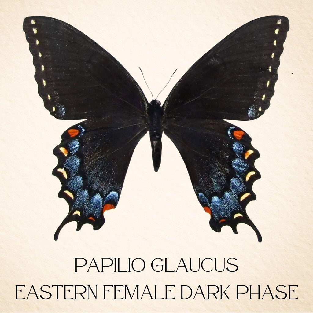 Framed Eastern Tiger Swallowtail Pair – Female Forms (Papilio glaucus) 9×9