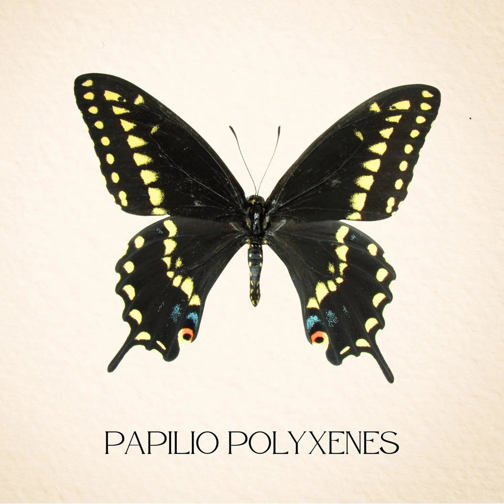 Framed Black Swallowtail Butterfly Specimen – Male (Papilio polyxenes)