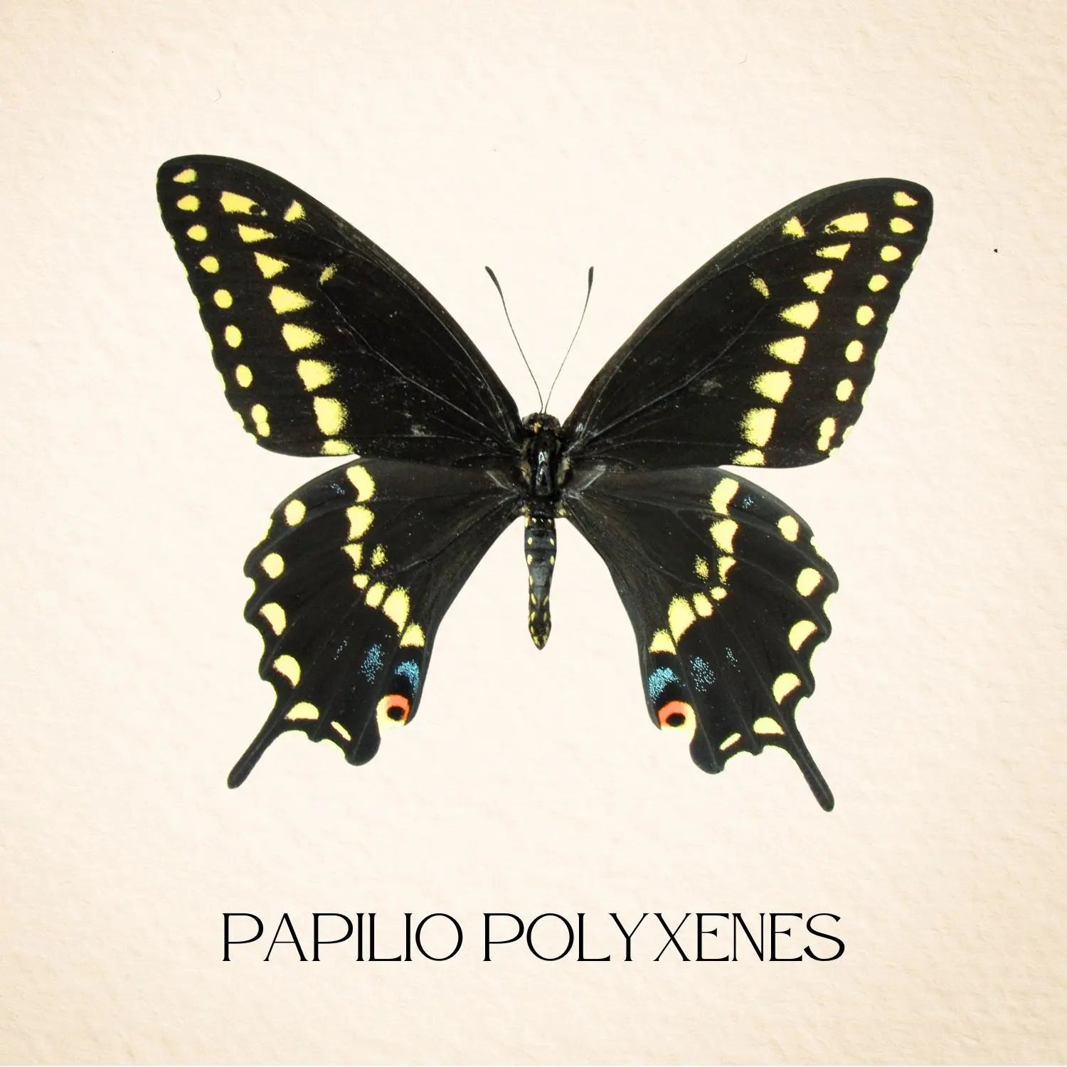 Framed Black Swallowtail Butterfly Specimen – Male (Papilio polyxenes)
