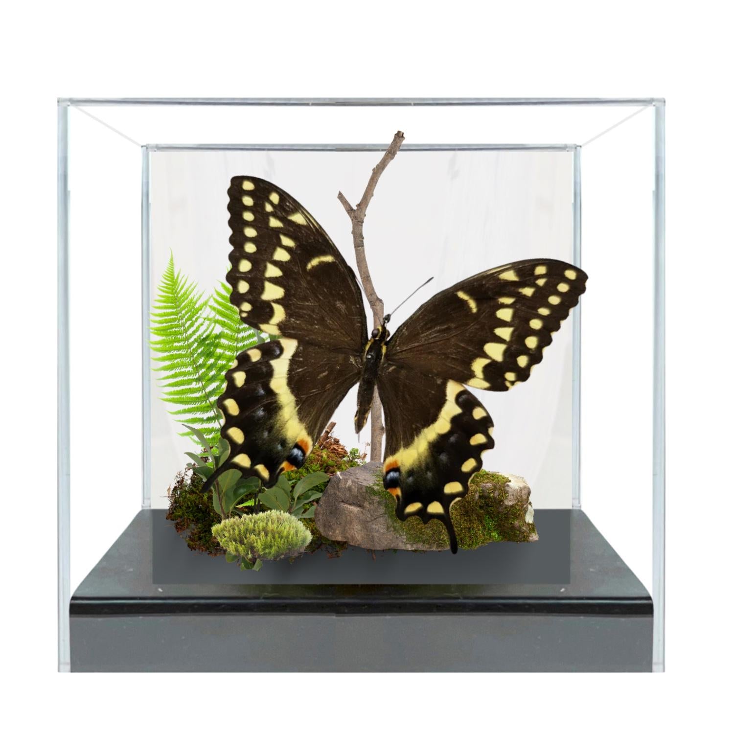 Papilio palamedes Palamedes Swallowtail Butterfly Diorama – Natural History Display 6x8x6 Acrylic
