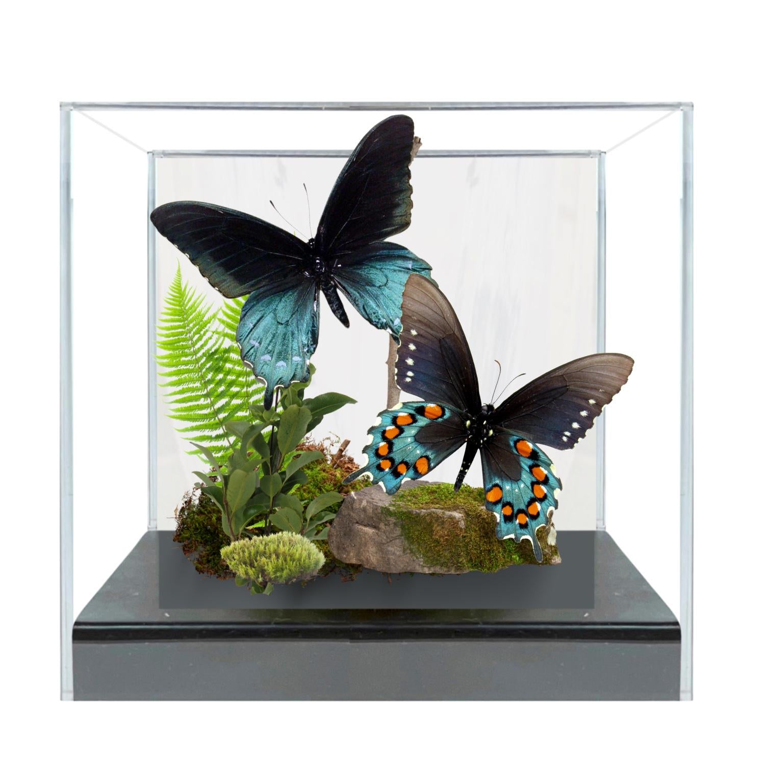 Battus philenor Pipevine Swallowtail Pair Diorama – Dorsal & Ventral Display 6x6x6 Acrylic