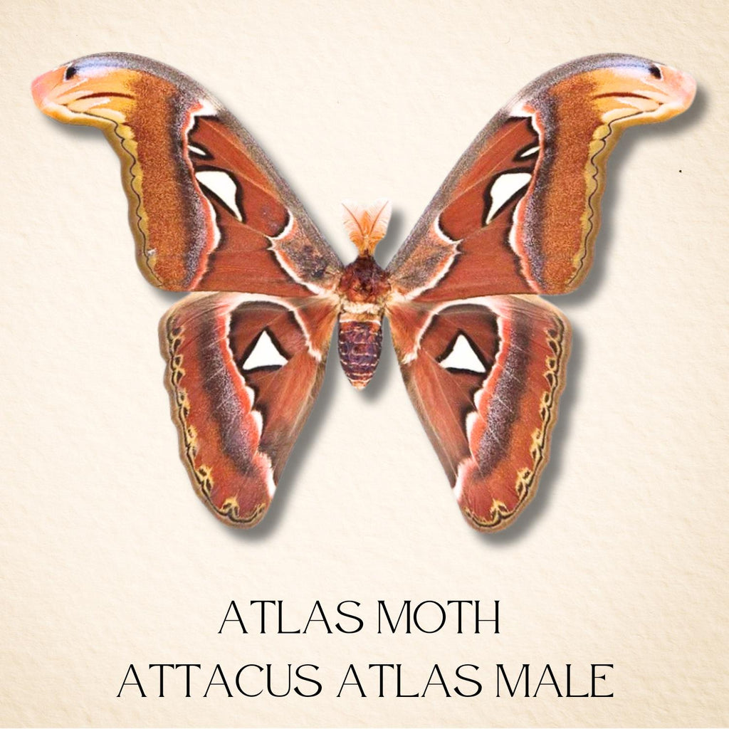 Framed Atlas Moth Specimen – Male (Attacus atlas) 12×12