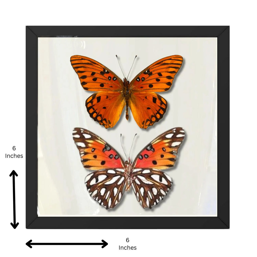 Framed Gulf Fritillary Butterfly Pair – Recto & Verso (Agraulis vanillae)