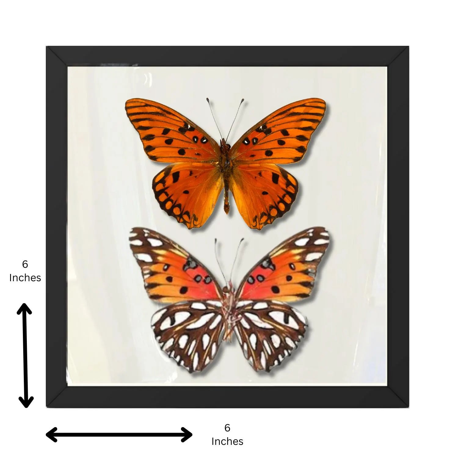 Framed Gulf Fritillary Butterfly Pair – Recto & Verso (Agraulis vanillae)