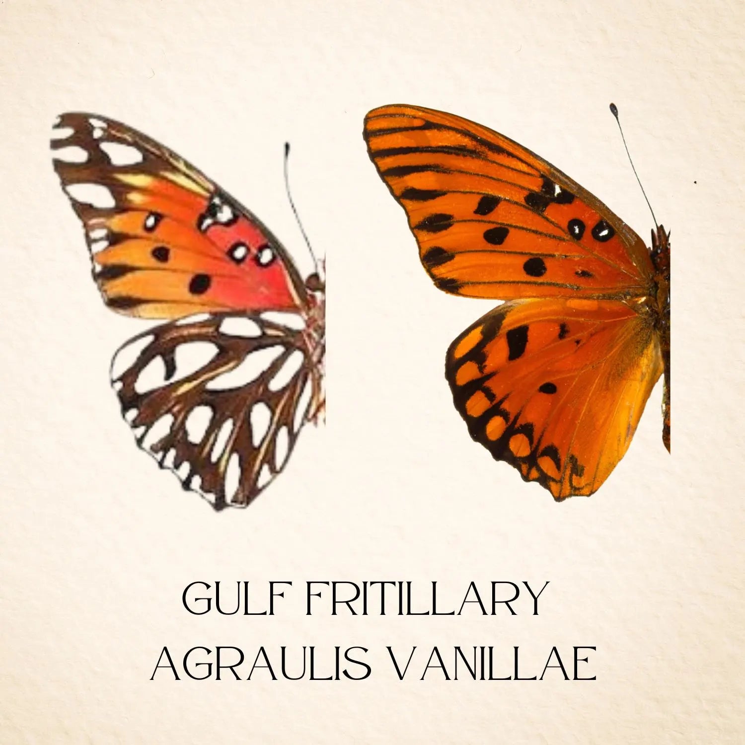 Framed Gulf Fritillary Butterfly Pair – Recto & Verso (Agraulis vanillae)
