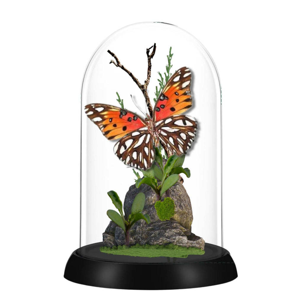 Agraulis vanillae Gulf Fritillary Butterfly Cloche Dome Diorama – Verso Display 6x4 Acrylic